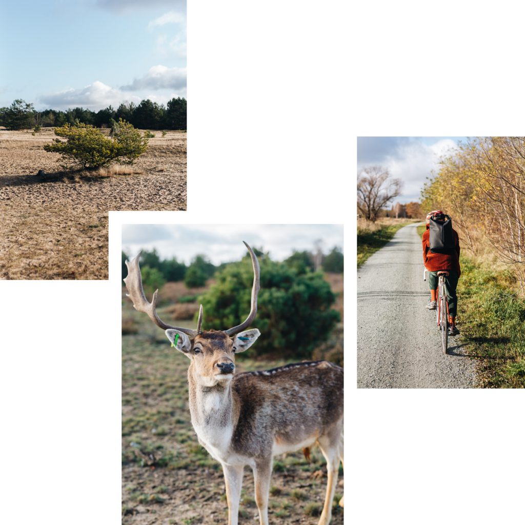 SCHÖNOWER HEIDE: NATUR IM NORDEN VON BERLIN ERLEBEN — TRAUMHAFTE LANDSCHAFT UND WILDBEOBACHTUNG INKLUSIVE