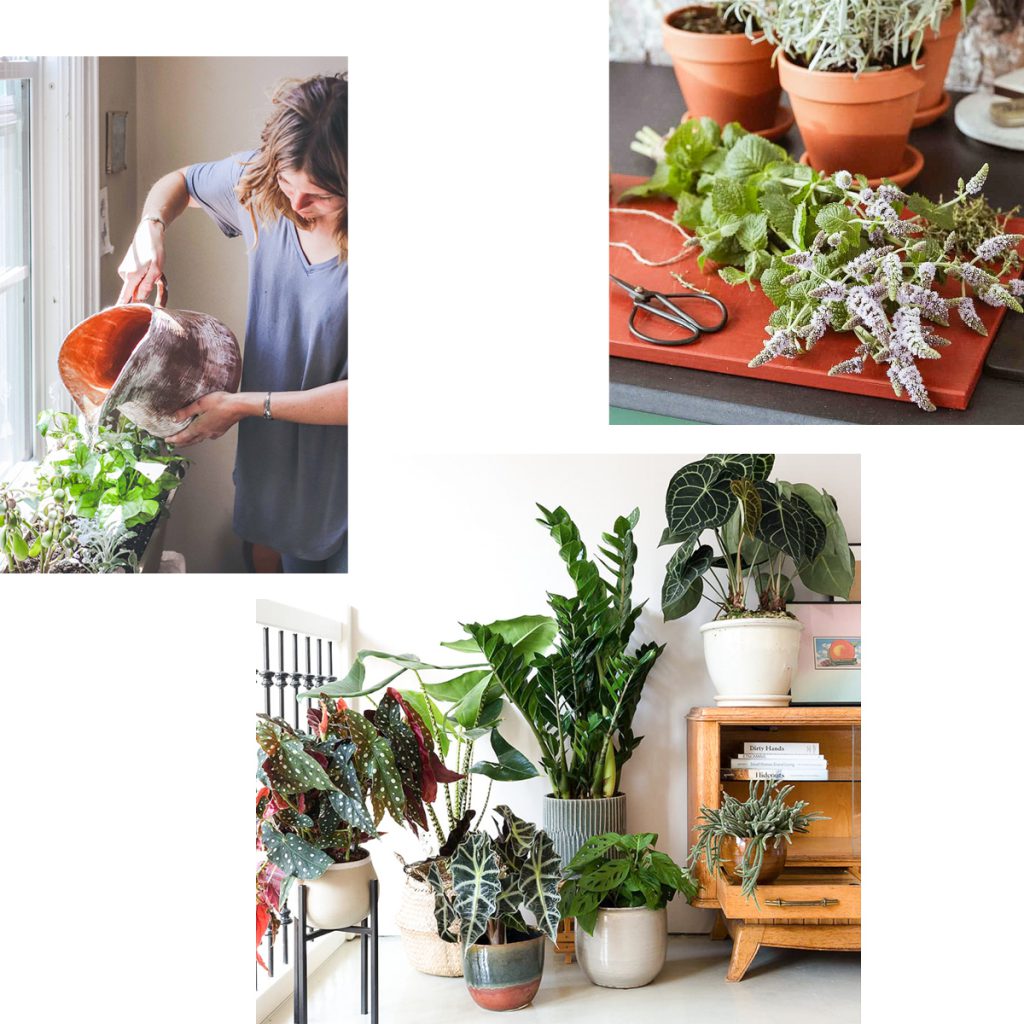 CHANGING THE WORLD ONE HOUSEPLANT AT A TIME — A LONG READ BY SIDNEY VOLLMER