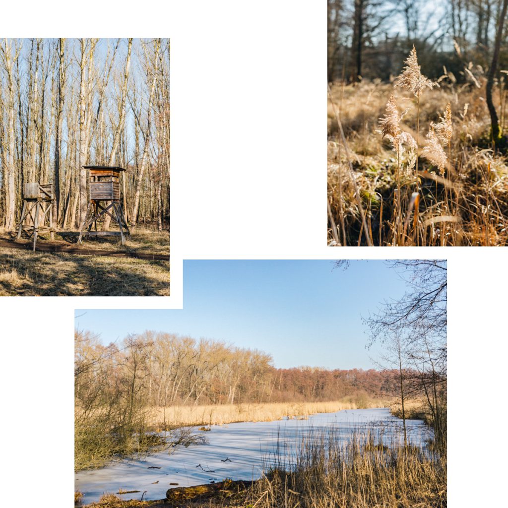 BUCHER FORST: NATURE-FILLED HAVEN FOR PEACEFUL WALKS THROUGH MEADOWS, WOODS AND MARSHES