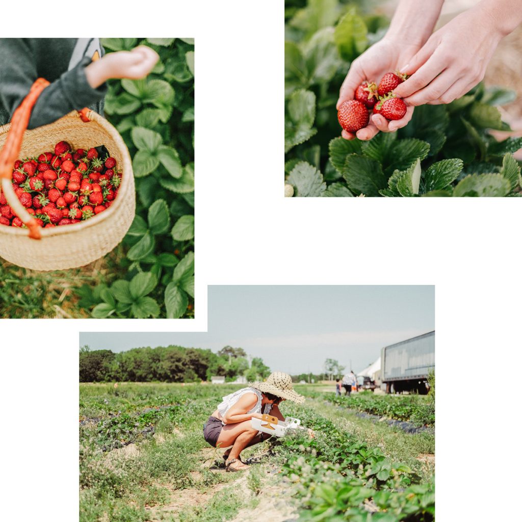 DEN SOMMER PFLÜCKEN: AB AUFS FELD, FRISCHE ERDBEEREN UND ANDERES OBST PFLÜCKEN BEI POMONA GARTENBAU