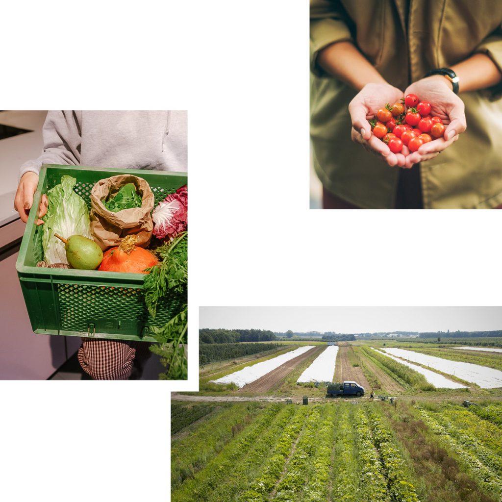 FRESH SEASONAL VEGETABLES FROM BRANDENBURG FIELDS: THE WEEKLY VEGETABLE BOX FROM PLANTAGE