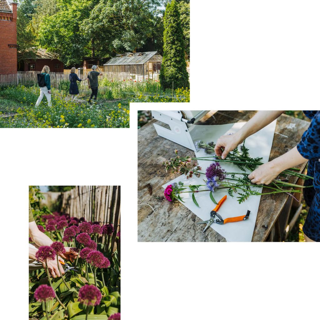 MAYDA — URBAN FLOWER FARM FOR PICK-YOUR-OWN BLOOMS GROWN IN TANDEM WITH NATURE