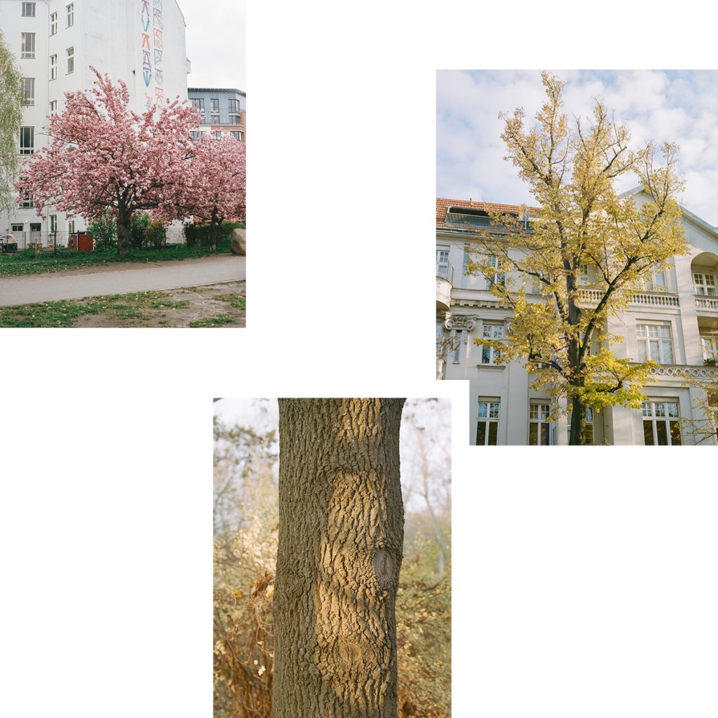 THIS CITY IS A FOREST — PHOTO EXHIBITION BY SAVANNAH VAN DER NIET AT BACKHAUS PROJECTS