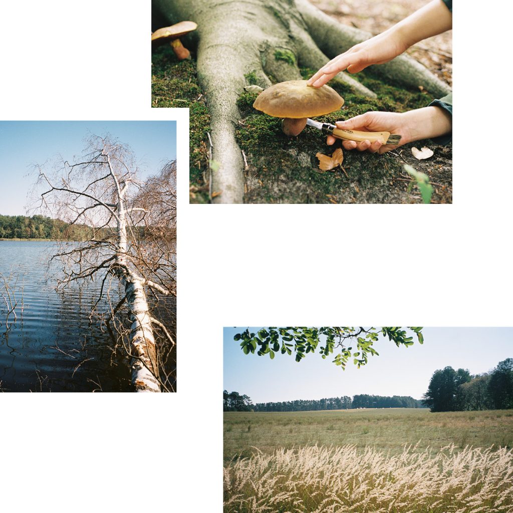 AUF DIE PILZE, FERTIG, LOS! EINE KLEINE HERBSTWANDERUNG ENTLANG DES ODERINER SEES 